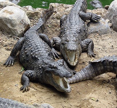 Crocodile Breeding Center near Sasan Gir, dedicated to the conservation and breeding of crocodiles, offering an educational experience for wildlife enthusiasts